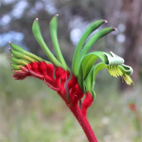 Creating and Educating: Wildflowers Western Australia