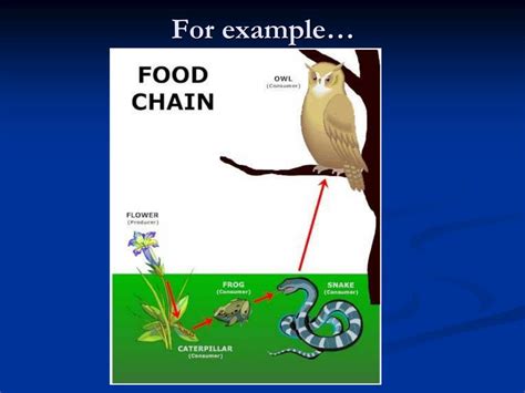 PPT - Food Chains, Scavengers & Decomposers PowerPoint Presentation - ID:1442645