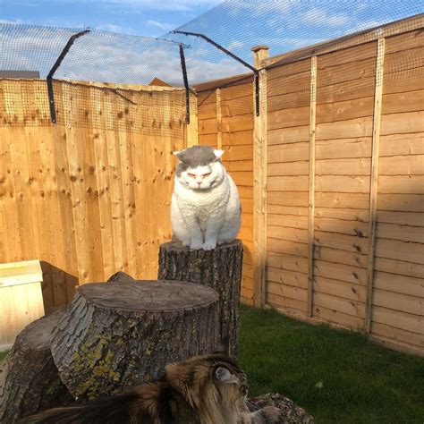 Standard Fence-Top Barrier | Cat fence, Cat enclosure, Cat garden