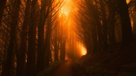 Forest Light Wallpapers - Wallpaper Cave