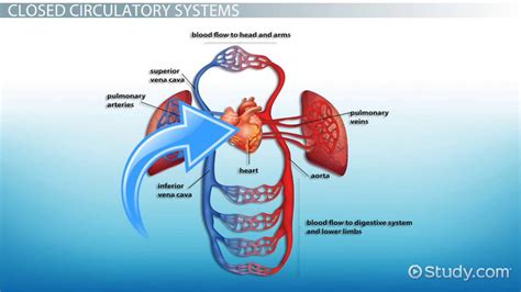 Closed Circulatory System Definition Biology - JaliyahatYu