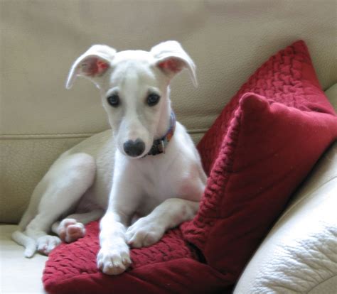 AKC whippet puppies for sale. Four males and one female. Born 4-1-14. Contact meganmallford ...