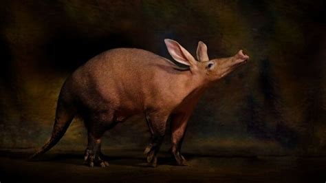 Aardvark Facts: Characteristics, Adaptations, and More