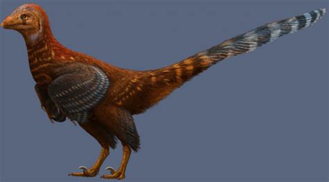 Pennaceous Feathers in New Troodontid from China