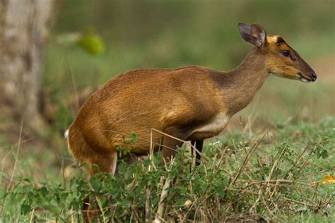 Explore Kuno Wildlife Sanctuary at Kuno National Park