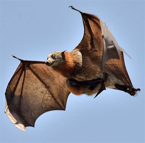 Flying Fox Bat Babies submited images.