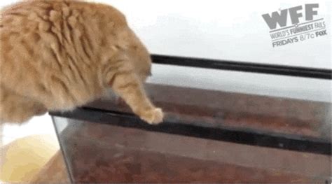 Cat Fails GIF by World’s Funniest - Find & Share on GIPHY