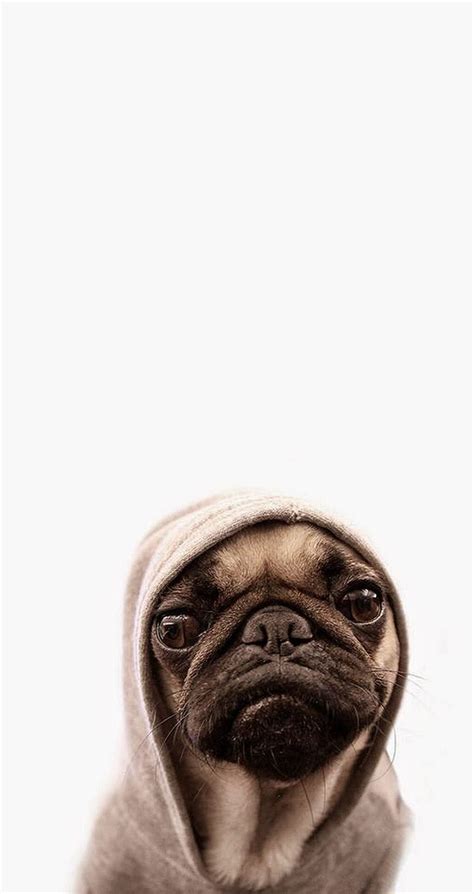 Pesek yang lucu. Ketuk untuk lebih banyak Anjing Pug Lucu, Pugs wallpaper ponsel HD | Pxfuel