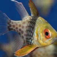 Pajama Cardinalfish - Cardinalfish - Sphaeramia nematoptera | Tank Facts