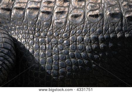 Alligator Skin Image & Photo (Free Trial) | Bigstock