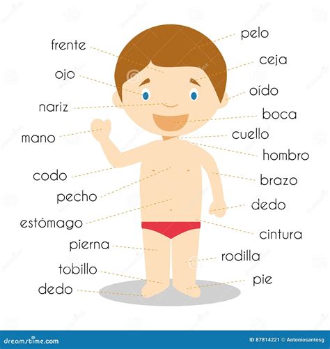 Human Body Parts Vocabulary in Spanish Vector Illustration Stock Vector ...