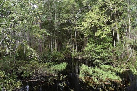 Falling Creek in the Osceola National Forest Photograph by RD Erickson