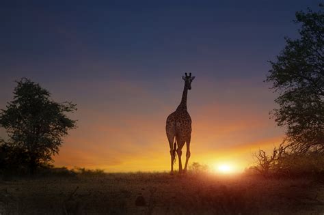 13-Day East Africa Safari - Travel Beyond