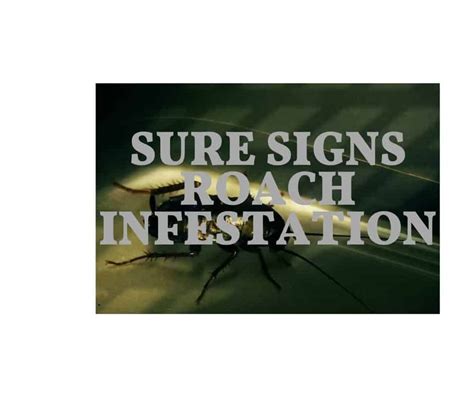 sure signs of roach infestation