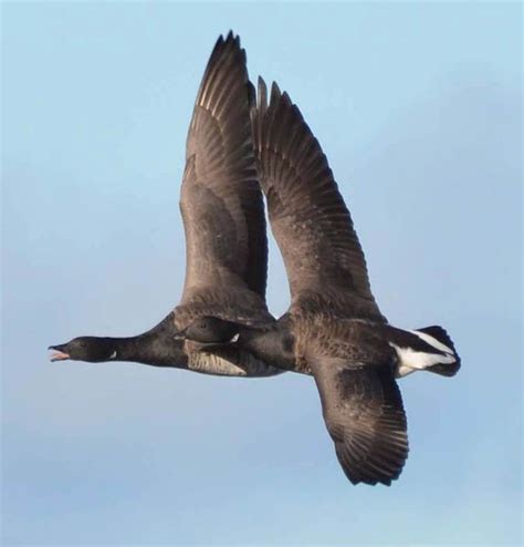 Amazing photograph looks like this goose is flying with just one wing ...