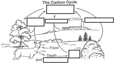 wizer.me free interactive carbon cycle, Biology, cycles, blended worksheet - The Carbon Cycle by ...