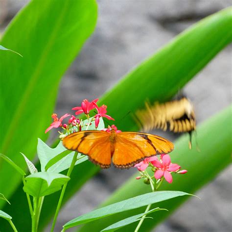 Butterfly Exhibit at the Franklin Park Conservatory and Botanical Gardens, Columbus, Ohio