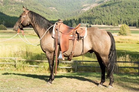 Ranch Horses | Montana Working Cattle Ranch - McGinnis Meadows Cattle ...