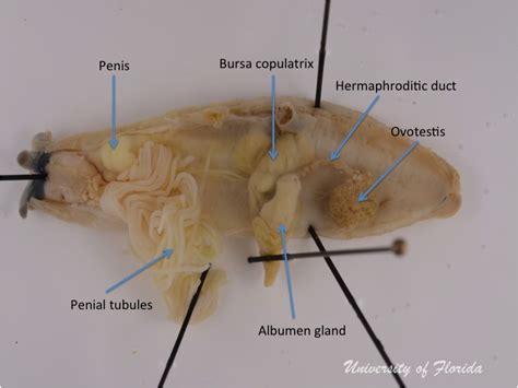 Slugs: Veronicellidae dissection | Terrestrial Mollusk Tool