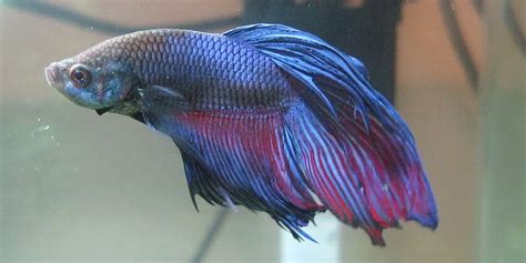 Betta Fish Fin Rot: Symptoms, Causes, Treatment - Bettafish.org