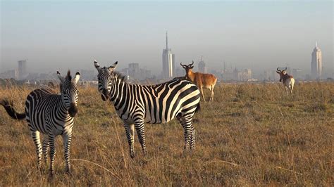 The animals of Nairobi National Park | The Kid Should See This