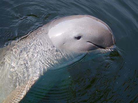 Save Asia’s Last Wild River for Dolphins – Rainforest Trust