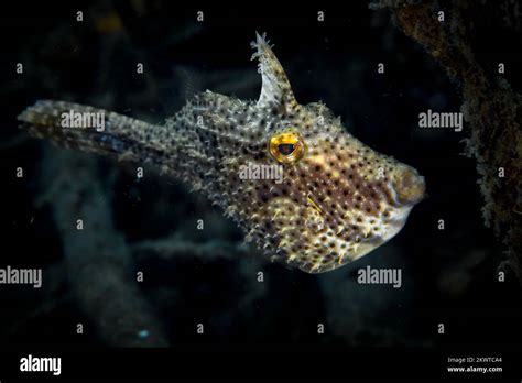 Juvenile filefish swimming above healthy coral reef Stock Photo - Alamy