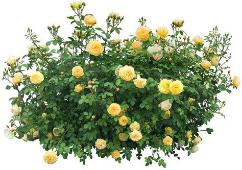 Download PNG image: Bush PNG image | Plants, Yellow roses, Plant images