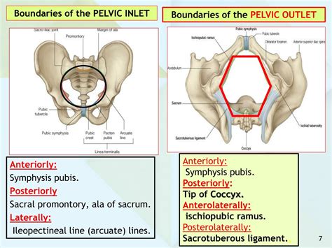 PPT - ANATOMY OF THE PELVIS PowerPoint Presentation, free download - ID:153455