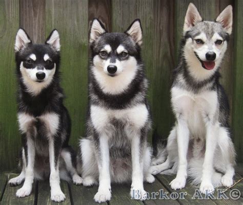 Things to Keep In Mind If You Are Looking for a Toy Alaskan Klee Kai ...