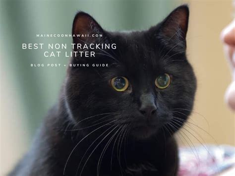 6 Best Non Tracking Cat Litter (2023) - Litter That Doesn't Track