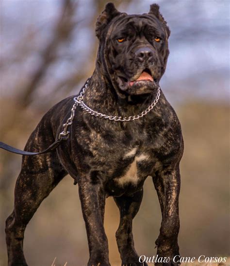 Outlaw Cane Corso- Cane Corso Breeders - ”True” Cane Corso.