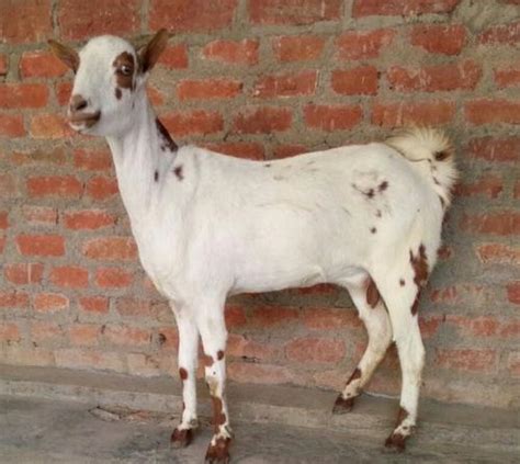 Live Barbari Goat, Gender : Female, Male at Rs 450 / Kilogram in Delhi | Penta Export House