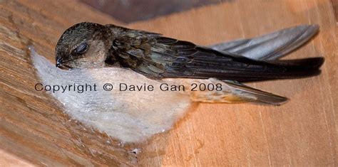 Swiftlet - Alchetron, The Free Social Encyclopedia