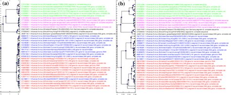 Phylogenetic tree comparison: MEGA7(MUSCLE/CLUSTALW) with ML-DSP. The... | Download Scientific ...