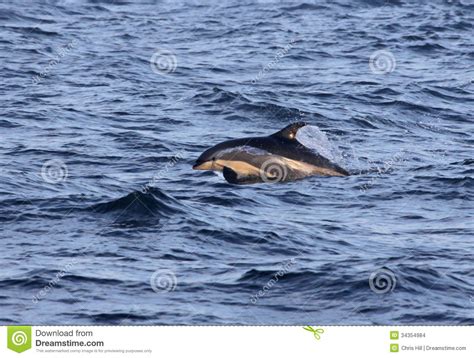 Jumping Atlantic White-sided Dolphin Stock Photo - Image of dolphins, acutus: 34354984