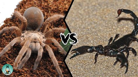 SPIDER VS SCORPION - Who is the king of the arachnids? - YouTube