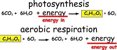 Smart Photosynthesis And Cellular Respiration Equations Word Worksheet Chemistry Answers