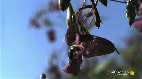 Garden Balsam Seed Dispersal | Fasci Garden