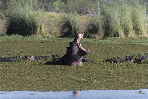 Okavango Delta Botswana | Hippos the noisiest animals in the… | Flickr