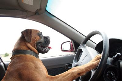 40 Cool dogs driving cars (40 pics) | Amazing Creatures