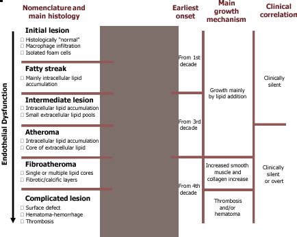 7.1: Overview of atherosclerosis - Medicine LibreTexts