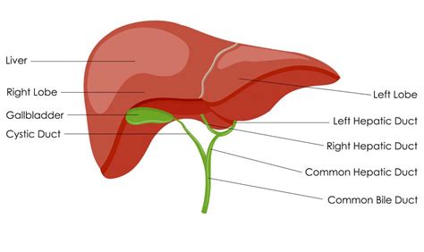 Easy Labelled Diagram Of Liver Human Digestive System Diagram How It | Images and Photos finder