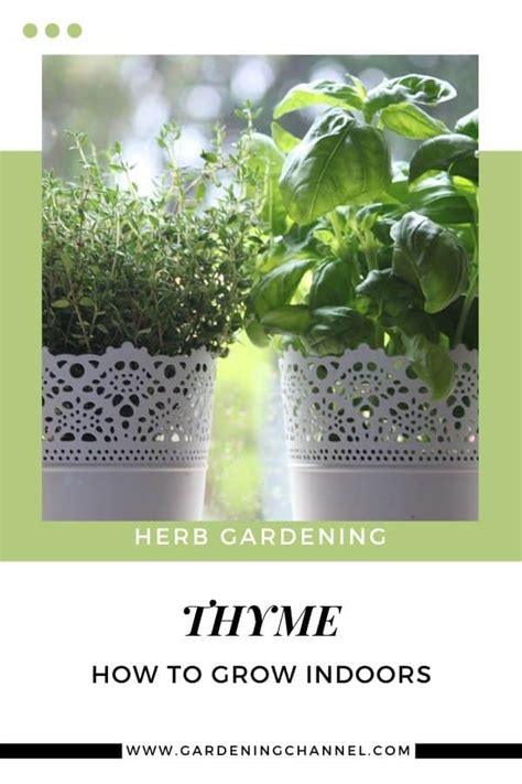 How to Grow Thyme Indoors the Easy Way - Gardening Channel