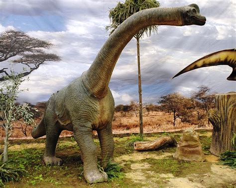 File:Dinosaurios Park, Brachiosaurus young.JPG - Wikimedia Commons