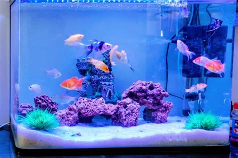 Bubble Eye Goldfish: Tank Setup, Diet, Health & More!