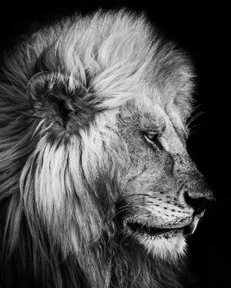 a black and white photo of a lion's head with long mane, looking to the ...