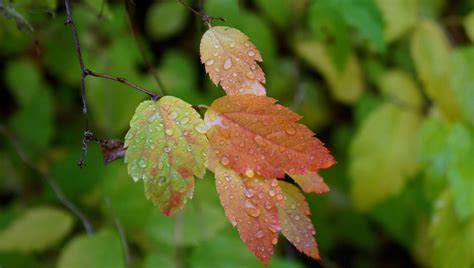 2560x1440 wallpaper | brown and green leaves | Peakpx