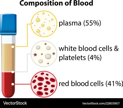 Composition of blood diagram Royalty Free Vector Image