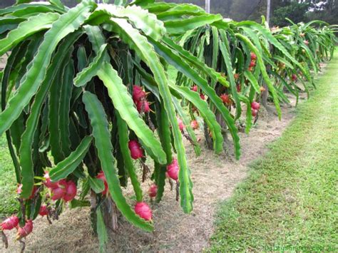 Dragon Fruit Farming Information Guide | Asia Farming